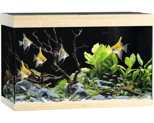 Eingerichtetes Aquarium mit Fischen, Pflanzen und Dekoration