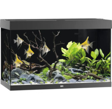 Eingerichtetes Aquarium mit Fischen, Pflanzen, Steinen und Holzwurzeln