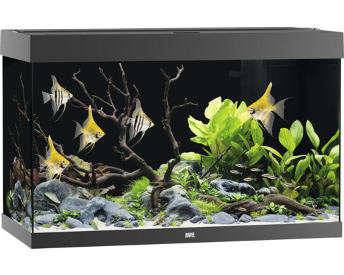Aquarium JUWEL Rio 290 SBX mit LED-Beleuchtung, Heizer, Filter ohne Unterschrank schwarz, ca. 101 x 51 x 66 cm, ca. 290 L Eingerichtetes Aquarium mit Fischen, Pflanzen, Steinen und Holzwurzeln