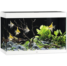 Aquarium mit Fischen, Pflanzen und Dekoration