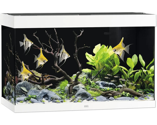 Aquarium JUWEL Rio 290 SBX mit LED-Beleuchtung, Heizer, Filter ohne Unterschrank weiß, ca. 101 x 51 x 66 cm, ca. 290 L Aquarium mit Fischen, Pflanzen und Dekoration