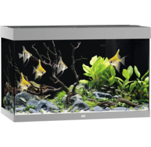 Aquarium mit Fischen, Pflanzen und Dekoration