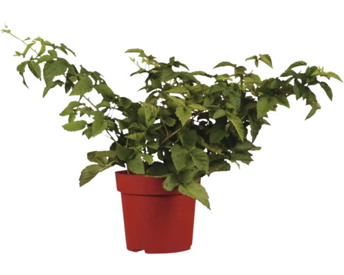 Brombeerpflanze im Pflanztopf