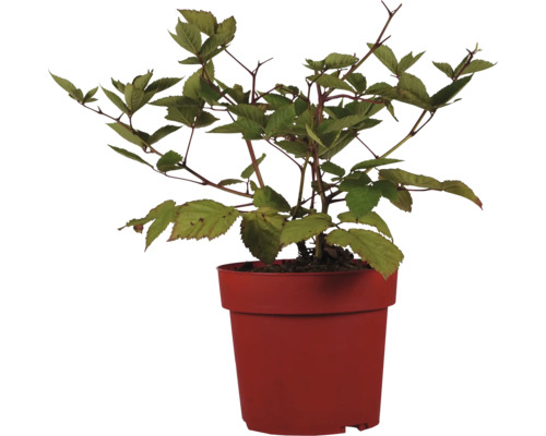 Mûrier bio sans épines Hof:Obst Rubus fruticosus 'Triple Crown' h 30-40 cm p 15 cm