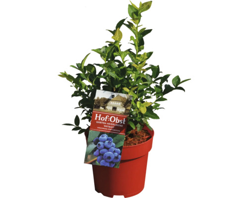Gartenheidelbeere ''Patriot'' im Topf