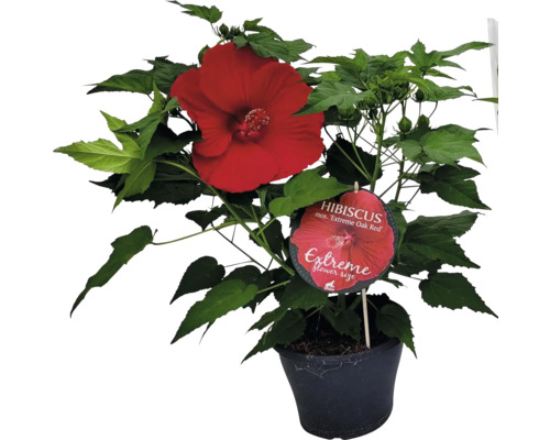 Hibiscus des marais rouge FloraSelf Hibiscus moscheutos 'Extreme' h 50-60 cm Co 5 l Hibiscus en pot avec grande fleur rouge et feuilles vertes