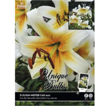 Packung mit drei Lilium Mister Cas Blumenzwiebeln