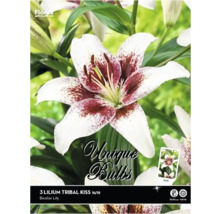 Verpackung mit drei Lilien Tribal Kiss Blumenzwiebeln