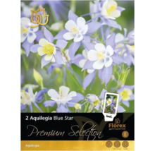 Verpackung Aquilegia Blue Star, eine mehrjährige Pflanze