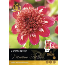 Verpackung mit zwei Dahlien Speech Blumenzwiebeln