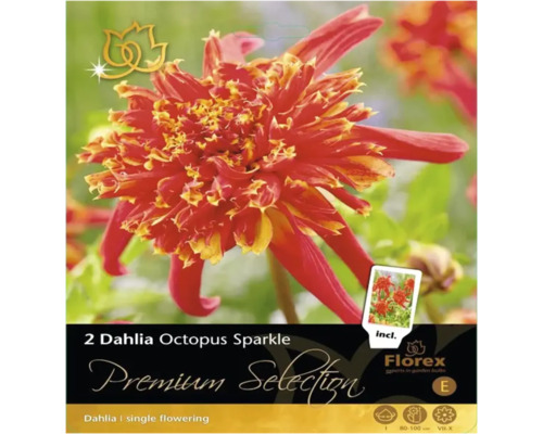 Blumenzwiebel Dahlie Premium Selection 'Octopus Sparkle' 1 Stück