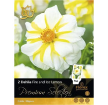 Packung Dahlien Fire and Ice Lemon