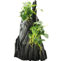 Aquariumdekoration mit Anubias auf Holzwurzel