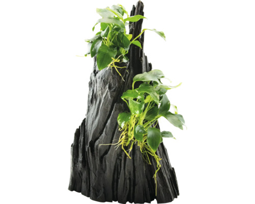 Décoration d''aquarium avec Anubias sur racine en bois