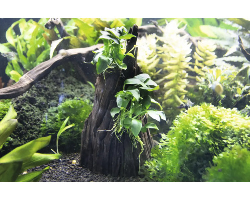 Aquarium avec plantes aquatiques et racine en bois décorative