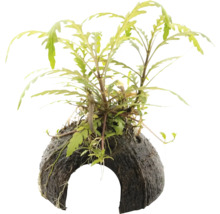 Plante d''aquarium sur une noix de coco