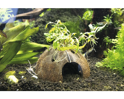 Aquariumdekoration: Kokosnusshöhle mit Pflanzen