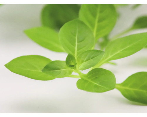 Gros plan de feuilles de basilic