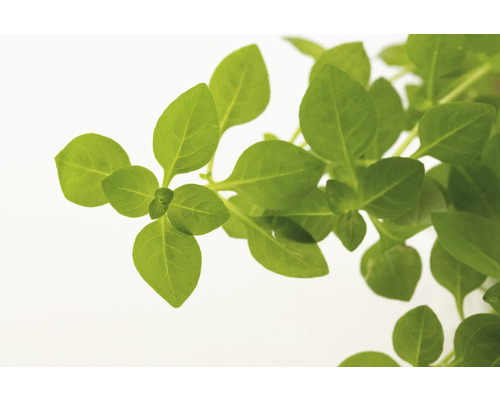 Plante de basilic avec des feuilles vertes