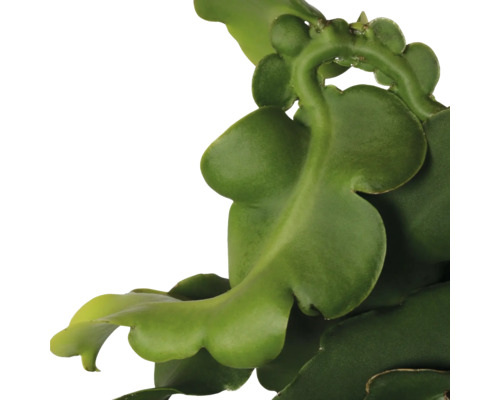 Gros plan d''une plante Epiphyllum avec ses feuilles vertes caractéristiques.