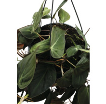 Plante suspendue avec des feuilles vertes dans un pot