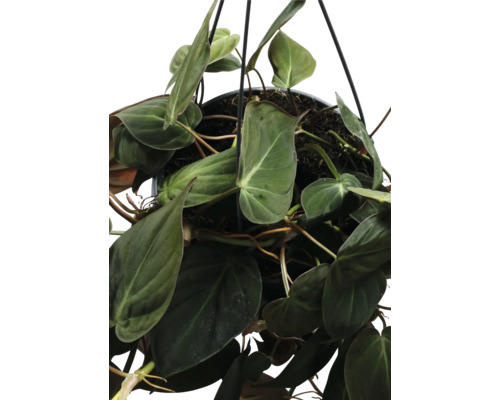 Plante suspendue avec des feuilles vertes dans un pot