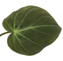 Feuille unique d''une plante d''intérieur