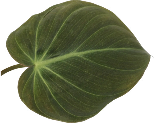 Feuille unique d''une plante d''intérieur