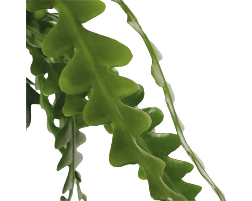 Feuilles d''une plante de cactus zigzag