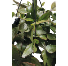 Cactus-gui suspension FloraSelf Rhipsalis elliptica suspension Ø 17 cm