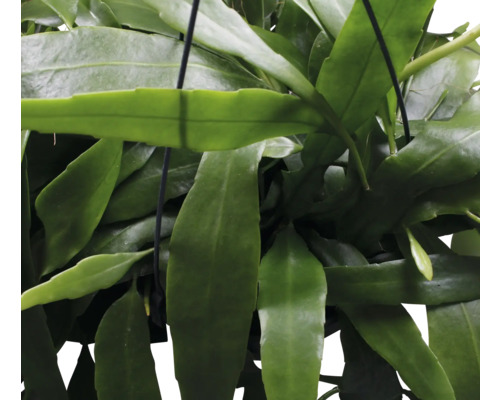 Plante épiphyte en pot
