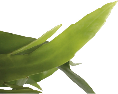 Feuille d''une plante verte