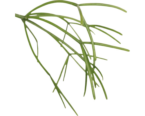Plante d''intérieur ramifiée en détail