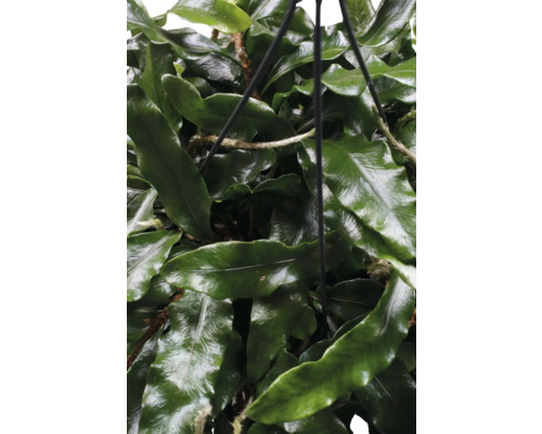 Plante suspendue avec des feuilles vertes