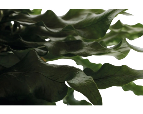 Gros plan d''une fougère nid d''oiseau aux feuilles ondulées