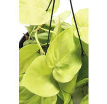 Philodendron grimpant jaune suspension FloraSelf Philodendron scandens Lemon Lime suspension Ø 17 cm