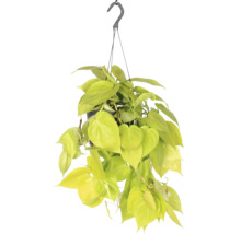 Philodendron grimpant jaune suspension FloraSelf Philodendron scandens Lemon Lime suspension Ø 17 cm