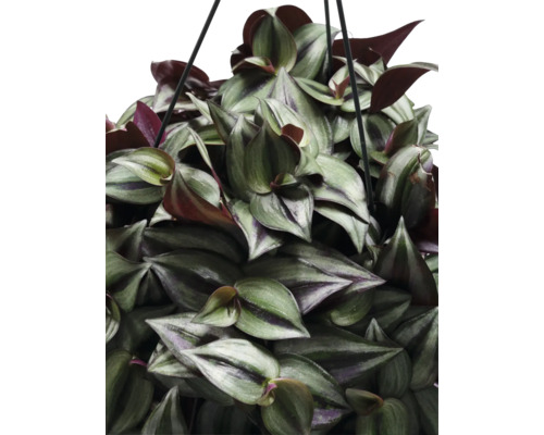 Dreimasterblume Ampel FloraSelf Tradescantia zebrina Violet Hill Ø 17 cm Ampeltopf Hängepflanze mit gestreiften Blättern