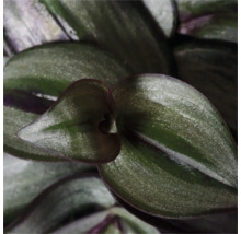 Nahaufnahme einer Tradescantia Zimmerpflanze mit Blättern