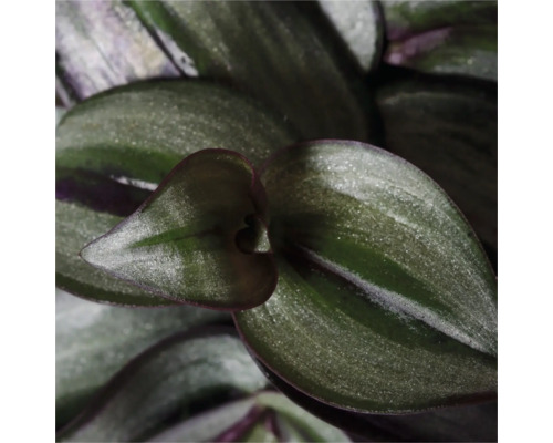 Gros plan d''une plante d''intérieur Tradescantia avec des feuilles
