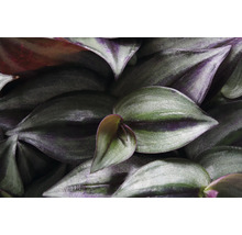 Nahaufnahme von Tradescantia-Blättern