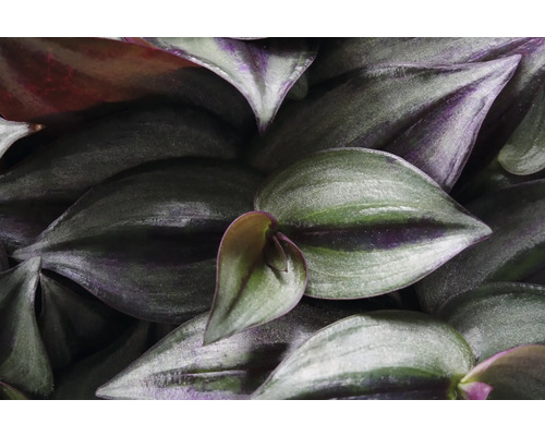Gros plan sur des feuilles de Tradescantia