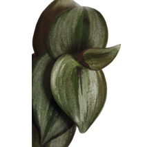 Nahaufnahme einer Tradescantia Zimmerpflanze mit Blättern