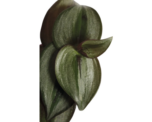Gros plan d''une plante d''intérieur Tradescantia avec des feuilles