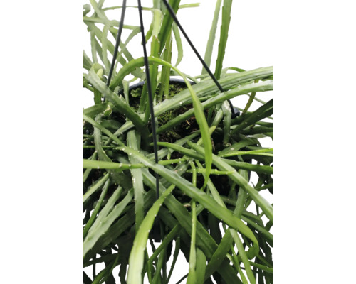 Plante suspendue avec des feuilles vertes en pot