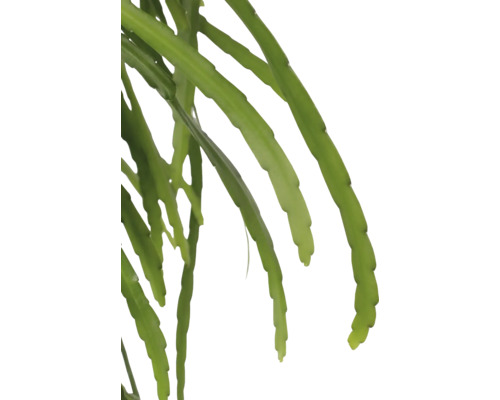 Plante Epiphyllum avec de longues pousses vertes.