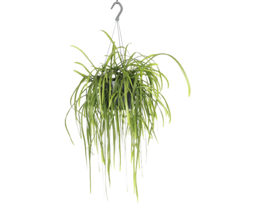 Lepismium bolivianum suspensionFloraSelf Ø 17 cm