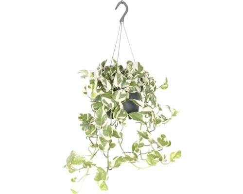 Pothos suspension FloraSelf Scindapsus pictus 'N'Joy' suspension Ø 17 cm