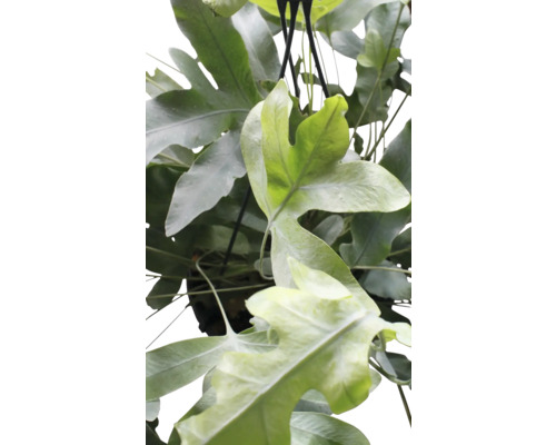 Vue sur un panier contenant une plante d''intérieur de corne d''élan.