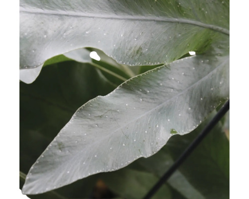 Gros plan sur des feuilles de fougère